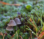 Rudens grožybės skaitytojų nuotraukose: &scaron;alna