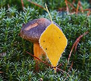Rudens grožybės skaitytojų nuotraukose: &scaron;alna