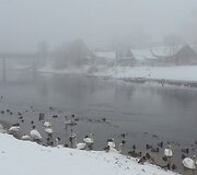 Žiemos vaizdai (Rasidos G. nuotr.)