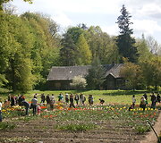 Tulpių žydėjimas