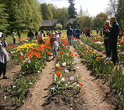 Tulpių žydėjimas