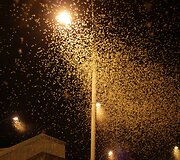 La&scaron;alai (vabzdžių lietus) Vilniuje, prie Žvėryno