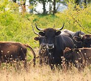 Bitynas, įkurtas prie &bdquo;Porsche&ldquo; gamyklos Leipcige