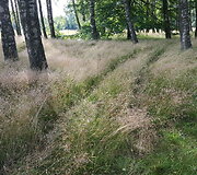 Ėgli&scaron;kių (Andulių) piliakalnis ir jo apylinkės, niokojamos keturračių