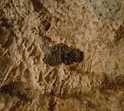 Demanovo slėnio stalagmitų ir stalaktitų Laisvės urvas