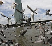 Tailando sostinė Bankokas skęsta potvynio vandenyse