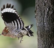 Kukutis