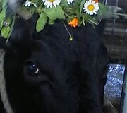 Originaliausia karvutė