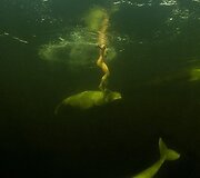 Natalijos Avsejenko pasiplaukiojimas su baltaisiais delfinais
