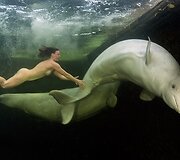 Natalijos Avsejenko pasiplaukiojimas su baltaisiais delfinais