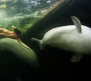 Natalijos Avsejenko pasiplaukiojimas su baltaisiais delfinais
