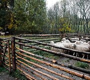 &Scaron;kudės avys aptvare