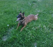 Rudis