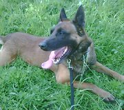 Rudis