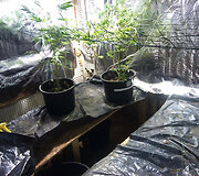 Kanapių auginimo laboratorija