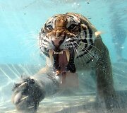 Dauguma kačių pani&scaron;kai vengia vandens.