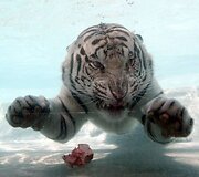 Atrodo visai kaip mielas kačiukas.