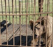 Gruzinų kiemus saugo me&scaron;kutės.