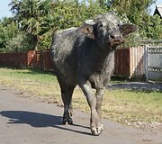 Pilka karvutė, kuri sau viena vaik&scaron;to.