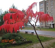 Irenos Bružinskienės kiemas