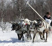 &Scaron;iaurės elnių lenktynės Murmanske, Rusijoje.