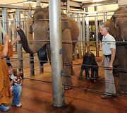Australijoje pirmą kartą &scaron;alyje gimė drambliukas Luk Chai, kuris su motina Thong Dee buvo palaiminti budistų vienuolio Pra Ratcha Silaporn. Azijos dramblio palikuonis buvo palaimintas, linkint geros sveikatos ir sėkmės.