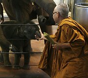 Australijoje pirmą kartą &scaron;alyje gimė drambliukas Luk Chai, kuris su motina Thong Dee buvo palaiminti budistų vienuolio Pra Ratcha Silaporn. Azijos dramblio palikuonis buvo palaimintas, linkint geros sveikatos ir sėkmės.