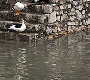 Bosnijoje ir Hercegovinoje pila liūtys.