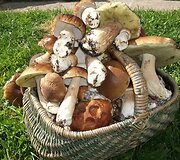 Grybų pintinė i&scaron; Narvydžių kaimo, Skuodo rajono