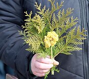 Verbų sekmadienis