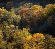 Pūčkorių atodanga