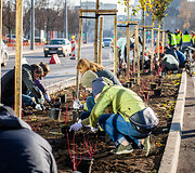 Vilniaus Konstitucijos prospekte &ndash; medžių sodinimo talka