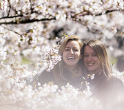 Vilniuje pražydo sakuros