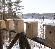Verkių parke i&scaron;kelti inkilai