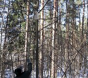 Verkių parke i&scaron;kelti inkilai