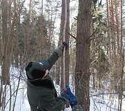 Verkių parke i&scaron;kelti inkilai