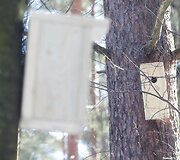Verkių parke i&scaron;kelti inkilai