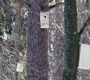 Verkių parke i&scaron;kelti inkilai