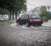 Liūtis Vilniuje 
