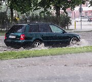 Liūtis Vilniuje 
