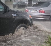 Liūtis Vilniuje 