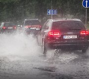 Liūtis Vilniuje 
