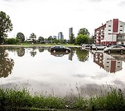 Liūtis Vilniuje 