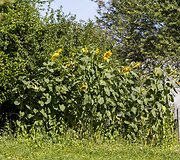 Asvejos regioninis parkas