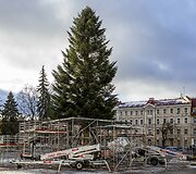 Į Vilniaus Katedros aik&scaron;tę atvežta gyva Kalėdų eglė