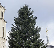 Į Vilniaus Katedros aik&scaron;tę atvežta gyva Kalėdų eglė