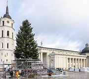 Į Vilniaus Katedros aik&scaron;tę atvežta gyva Kalėdų eglė