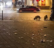 Kita Naujųjų metų sutikimo pusė.