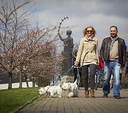 Prie Nacionalinės dailės galerijos pradėjo žydėti sakuros