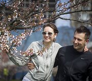 Prie Nacionalinės dailės galerijos pradėjo žydėti sakuros